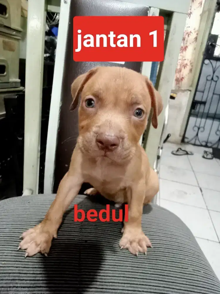 puppy pitbull..2 jantan,2 betina..non stambum..sehat,aktif,mulus..
