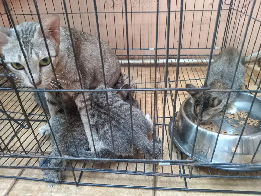 Dutawarkan gratis ,kucing kampung mujair beserta 5 anaknya