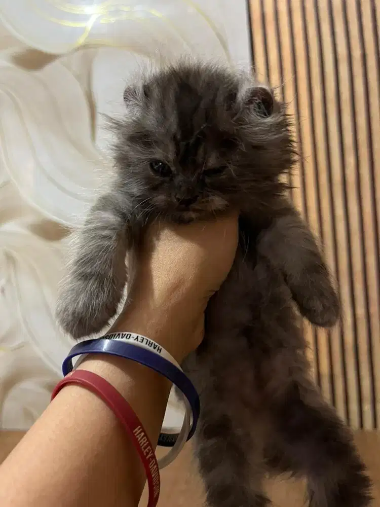Kucing NS Kinkalow 2.5Bln Betina