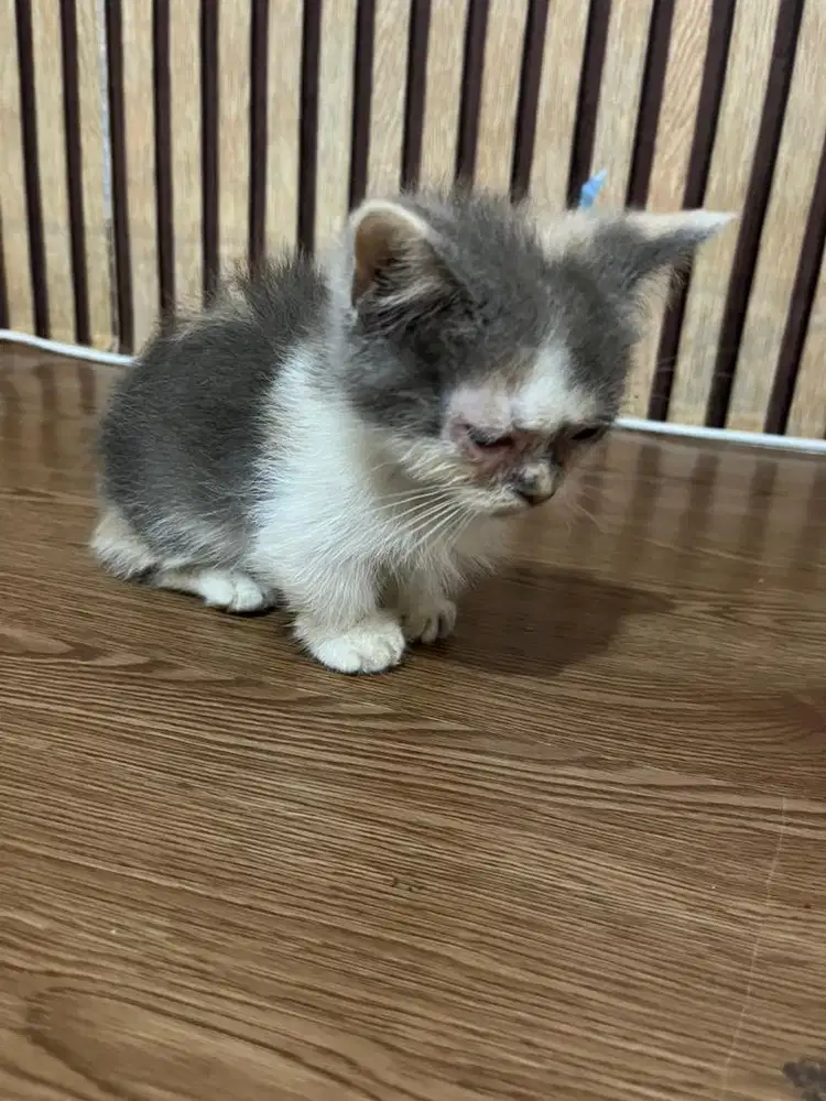 Kucing Munchkin Betina 3Bln