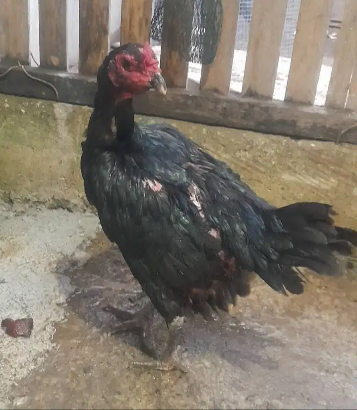 JUAL INDUK KHOYNGON