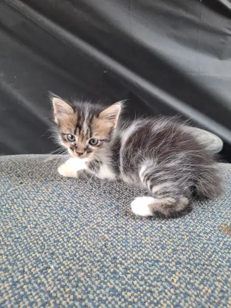 Anak kucing persia