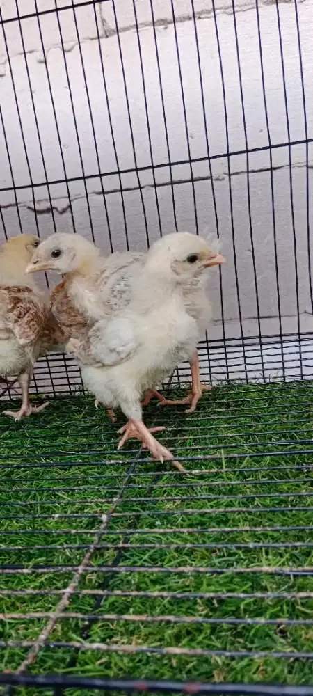 Pitik Ayam Elba