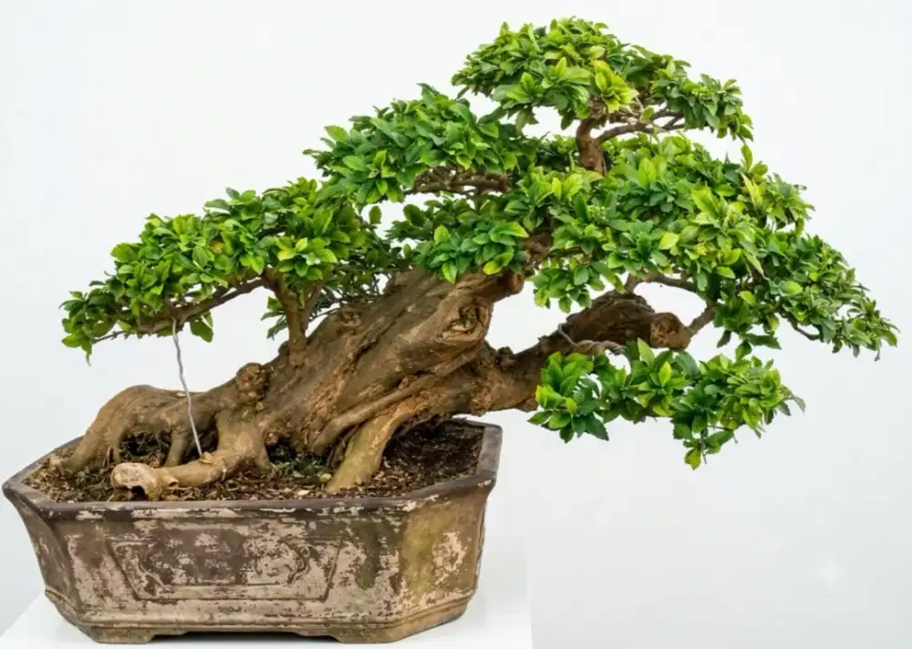 Bonsai teh tehan sangat tua