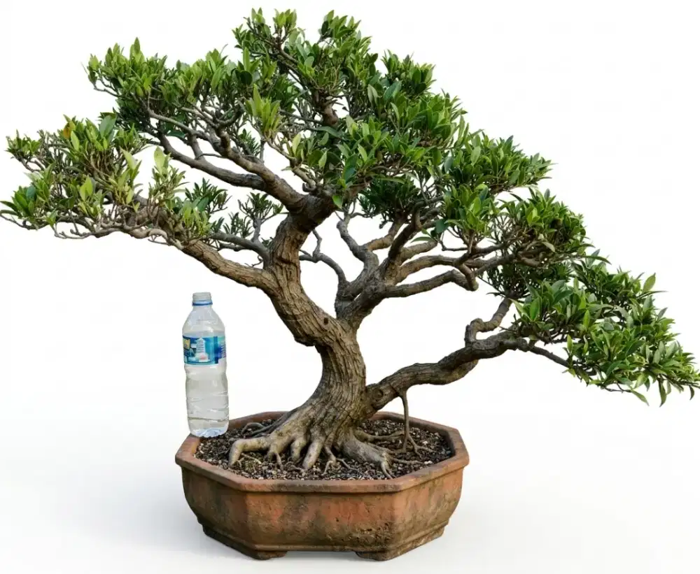 Bonsai ficus afrika langka