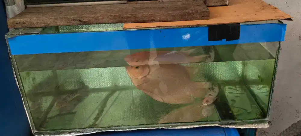 Aquarium+ikan dan lampu+heater