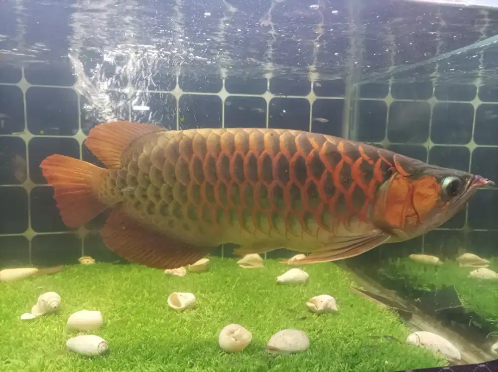 Arwana Golden Red HB