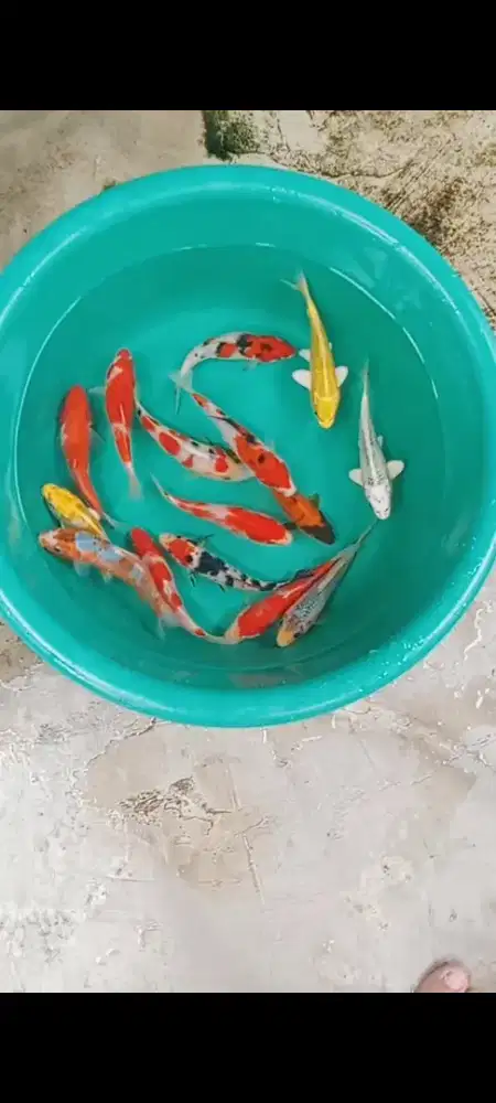 Koi mix 15 ekor josss
