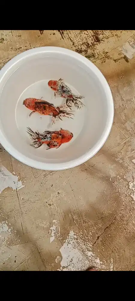 Koki Rosetail calico Jawa 13-15 cm