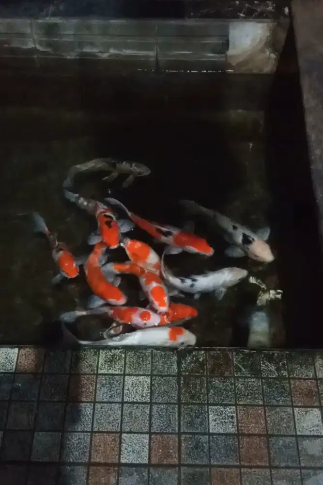 Koi borongan 12 ekor ukuran 35 40 cm murmer
