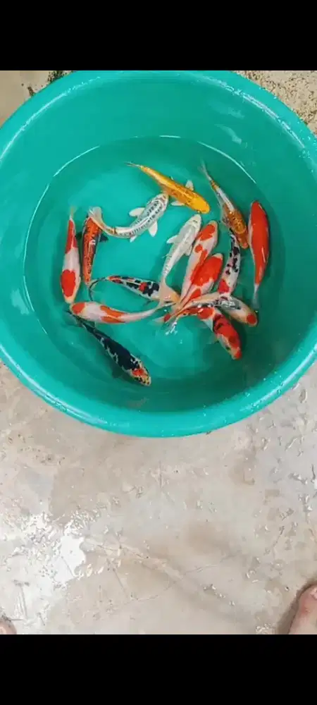 Koi mix  DOITSU 15 ekor