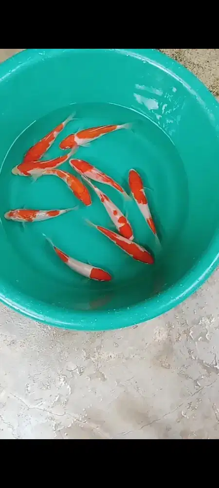 Koi Kohaku 10 ekor