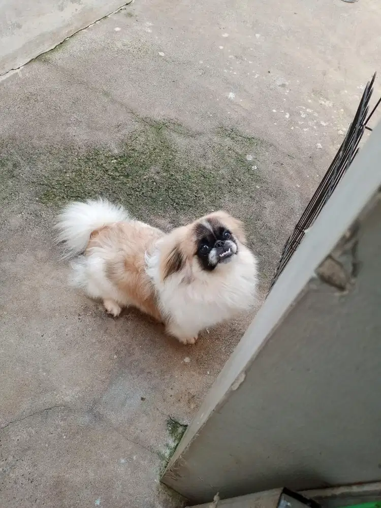 Pekingese Party Jantan