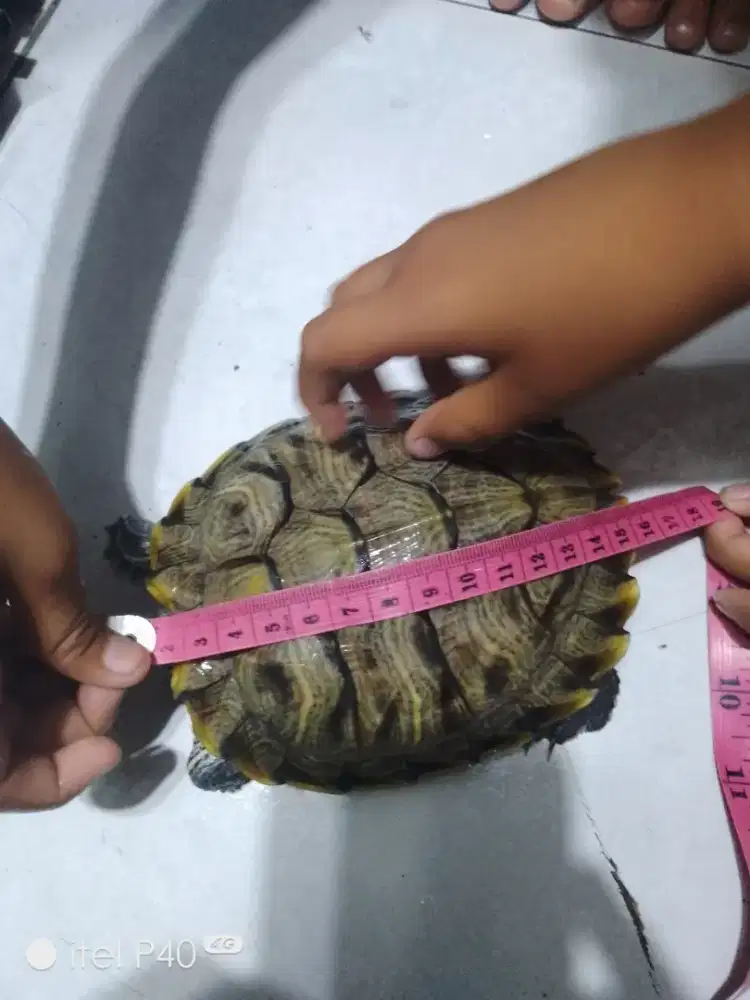 Kura kura piaraan udh kegedean di aquarium