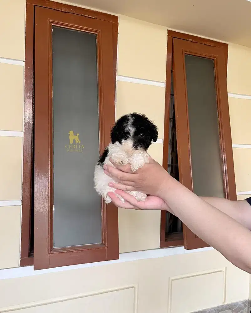 JUAL TINY POODLE PARTY STAMBUM VAKSIN