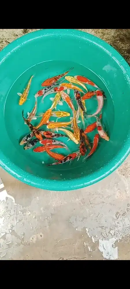 Koi mix 30 ekor jrengg
