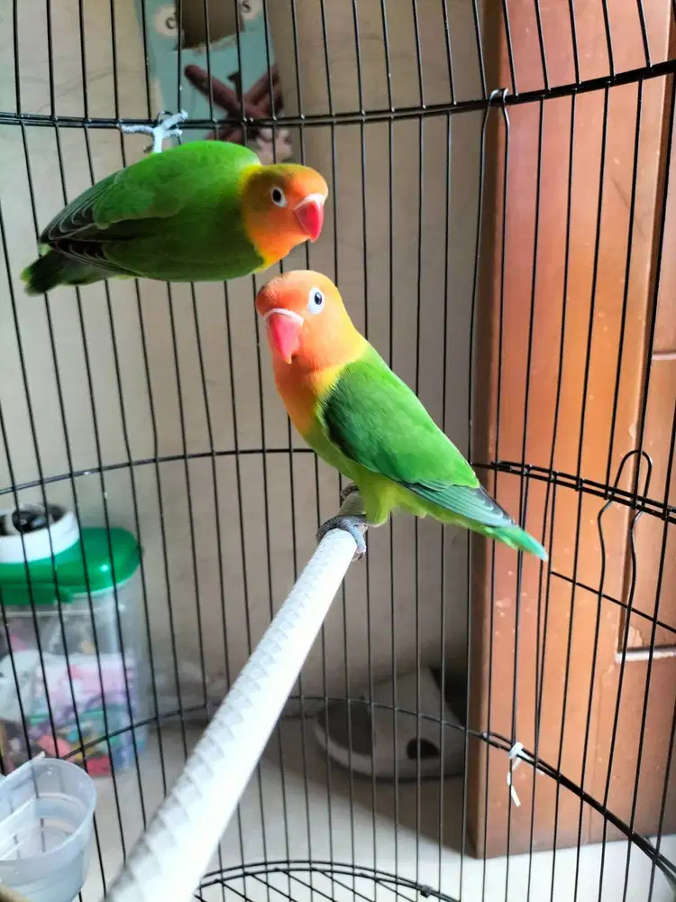 Lovebird paud sehat