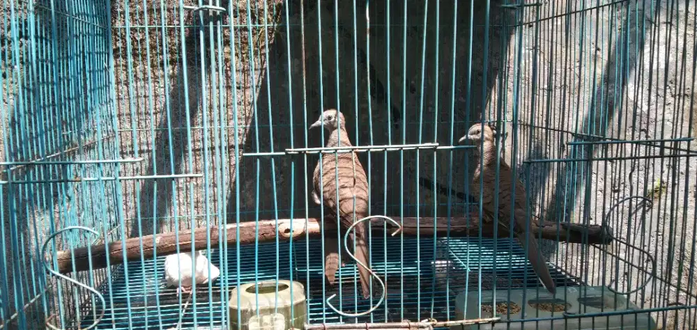 Perkutut Bangkok Jantan