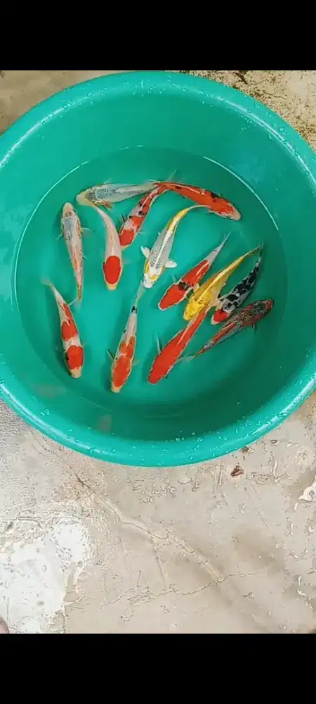 Koi mix  13 ekor
