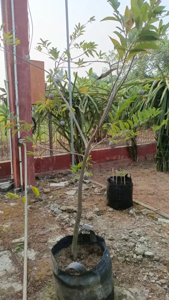 Pohon srikaya merah (sdh berbuah)