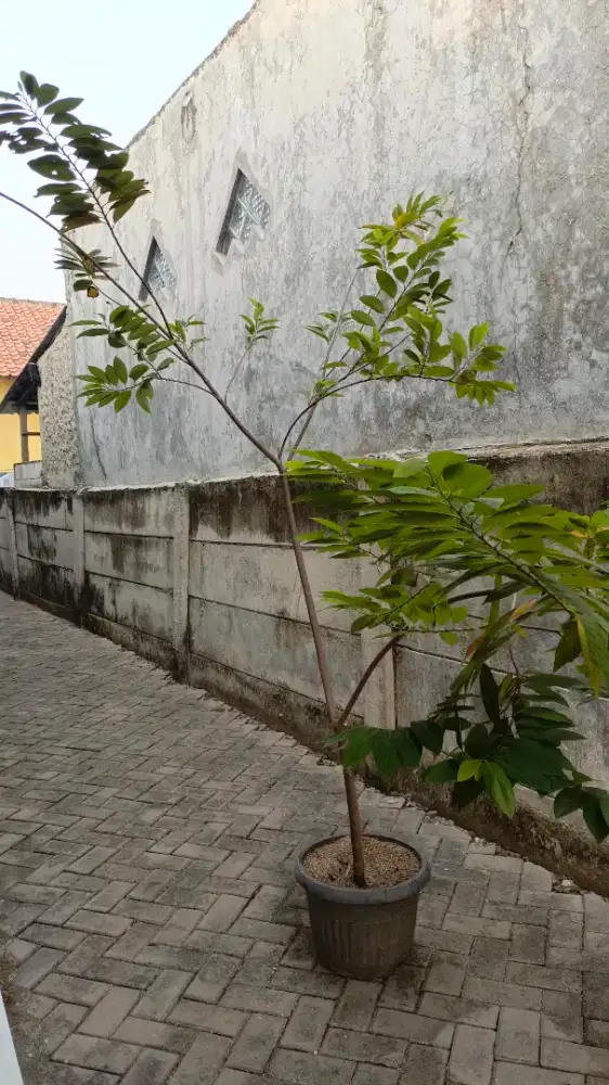 Pohon srikaya merah (Berbuah)