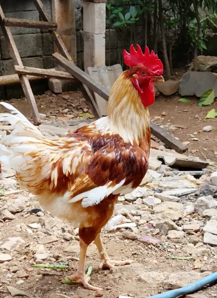 Ayam merah jago