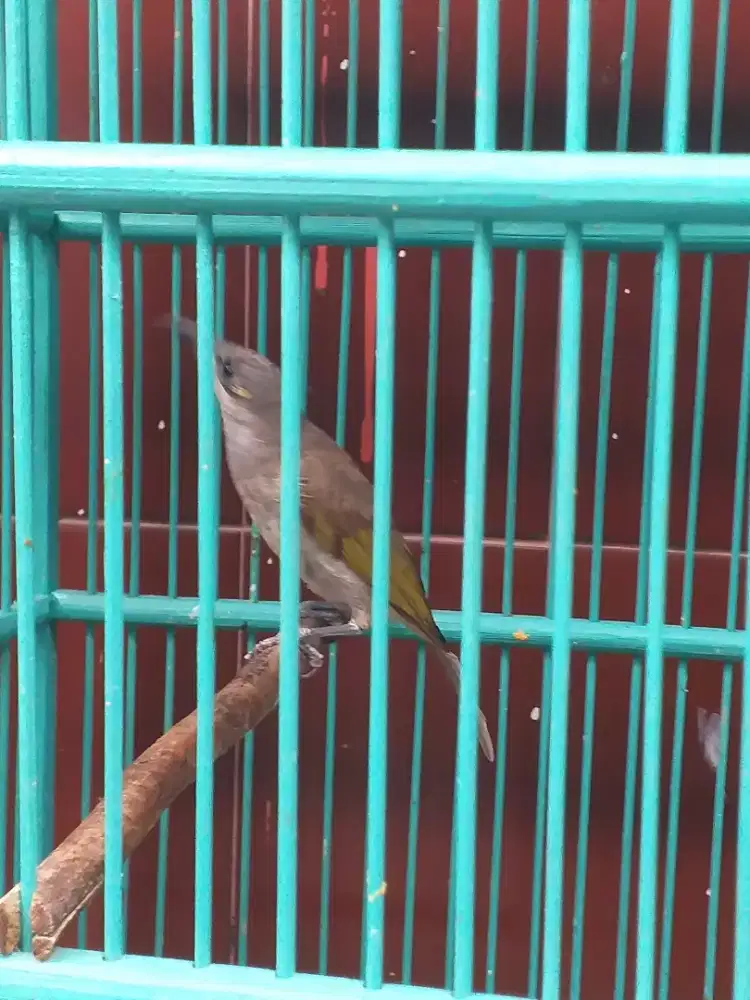 Cak kumbo rawatan udah mau bunyi