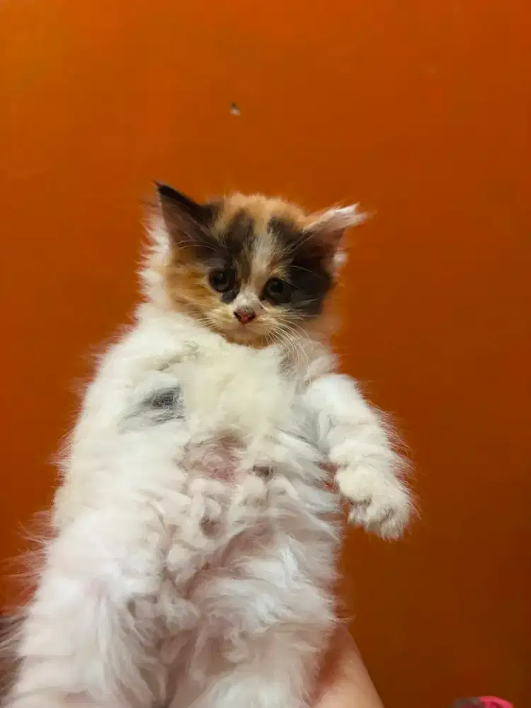 Open adop 2 kucing kitten Persia