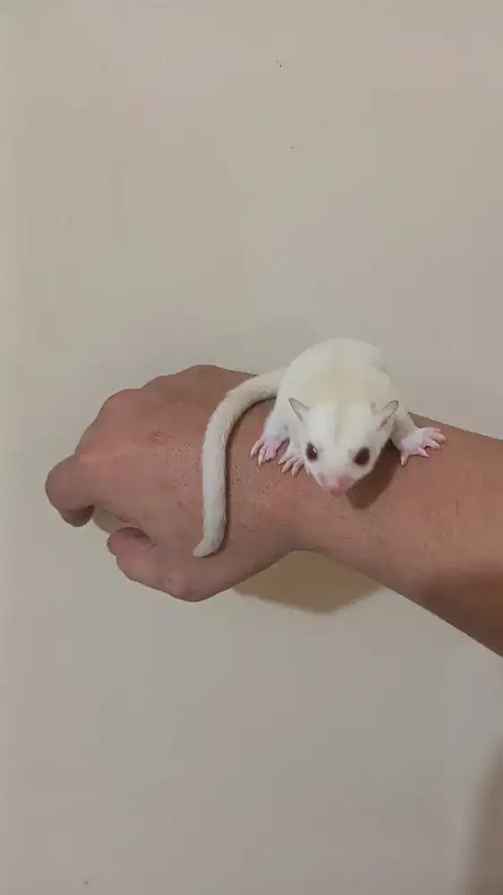 Sugar glider creamino betina