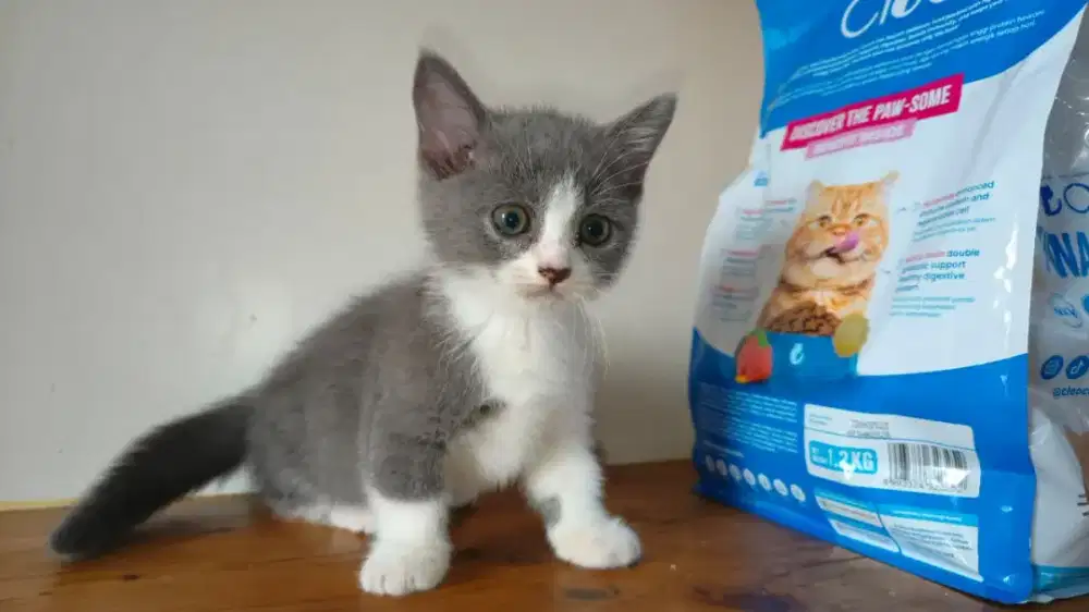 Anak kucing kitten BSH munchkin betina bicolor