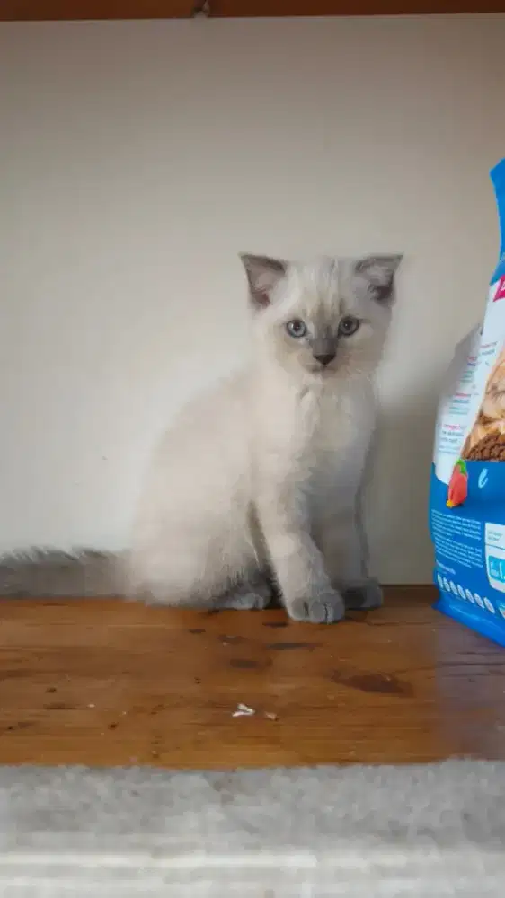 Anak kucing kitten Bsh Munchkin NS