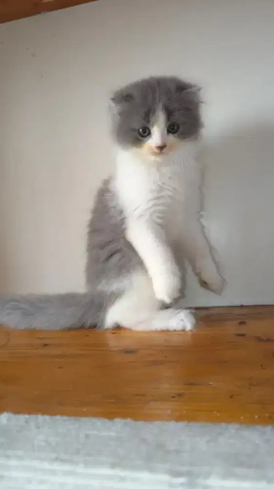 Anak kucing kitten BSH munchkin NS Bicolor