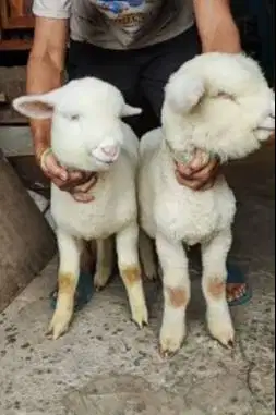 sepasang cempe anakan domba merino superan 4 bln istimewa jamin manteb