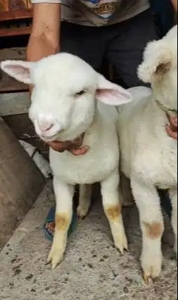 sepasang cempe anakan domba merino superan 4 bln istimewa jamin manteb