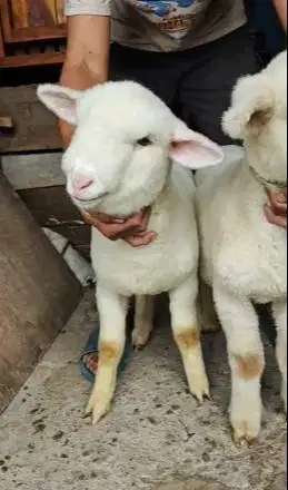 sepasang anakan bibit cempe domba merino 4 bln super istimewa rawatan