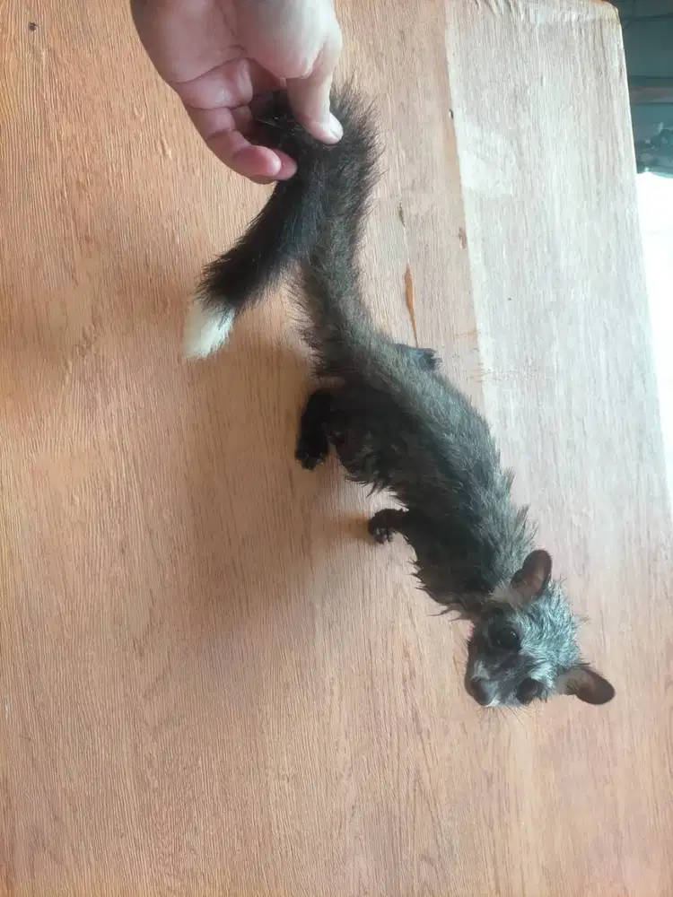 Musang Pandan Ekor Putih