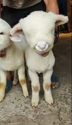 sepasang anakan cempe domba merino super istimewa 4 bln siap koleksi