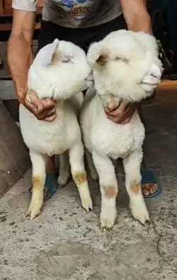 sepasang anakan cempe domba merino super istimewa 4 bln siap koleksi
