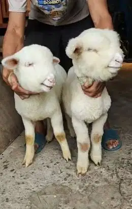 sepasang anakan cempe domba merino superan 4 bln istimewa jamin manteb