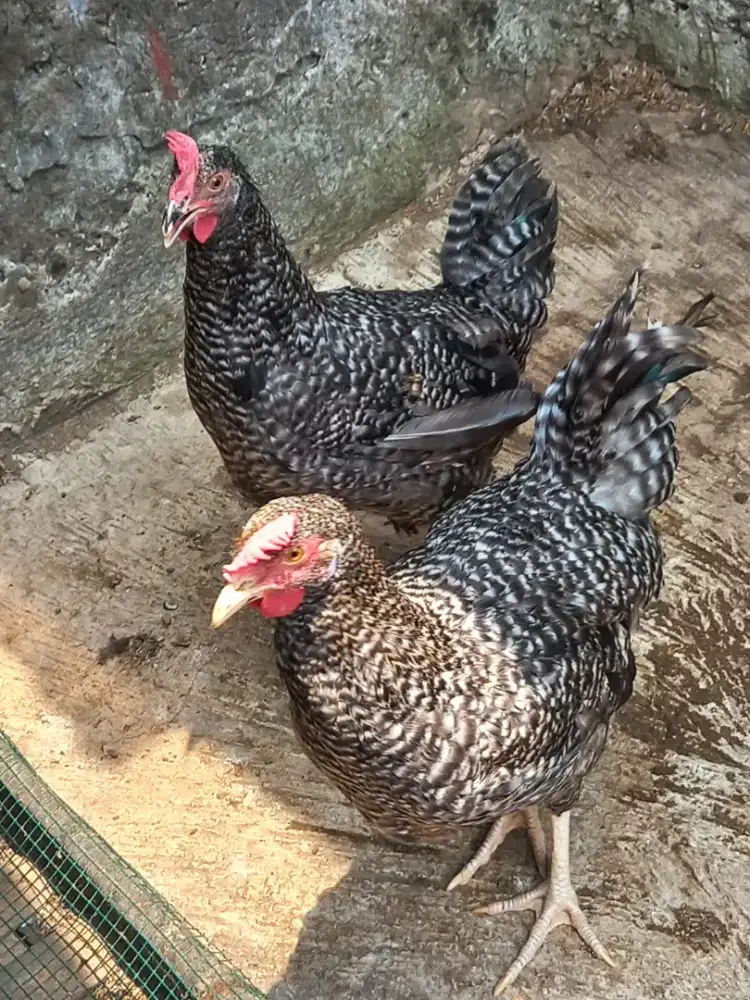 Ayam kampung kuntara 4