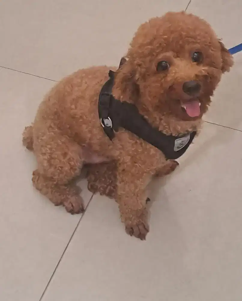 Open adopt Poodle male