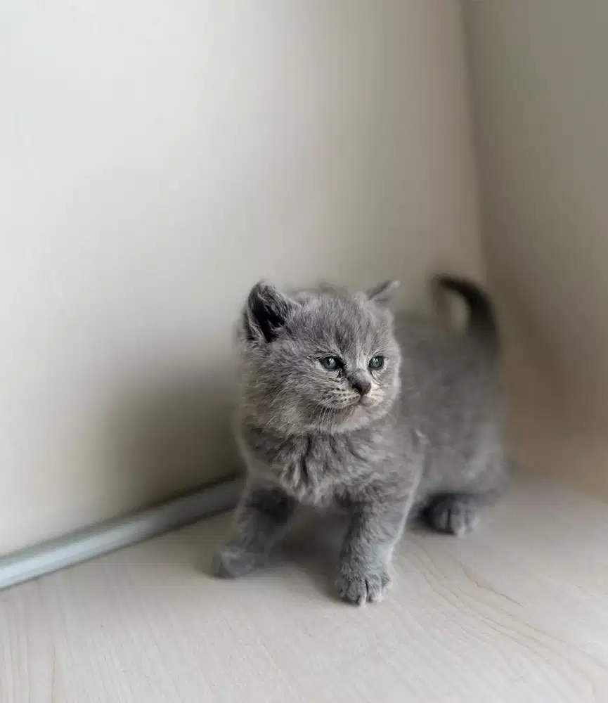 kitten BSH usia 2 ,5 bulan