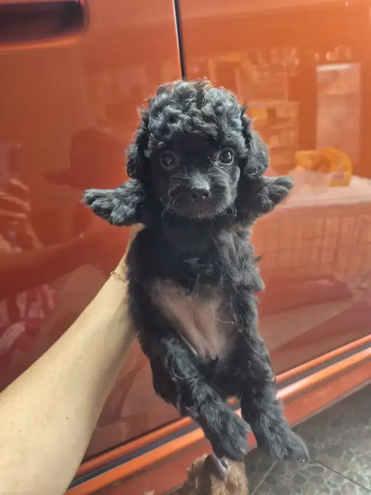 Sihtzu mix poodle