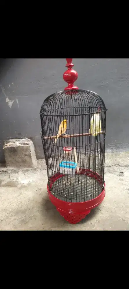 DJ jual burung kenari AF fullset gacor