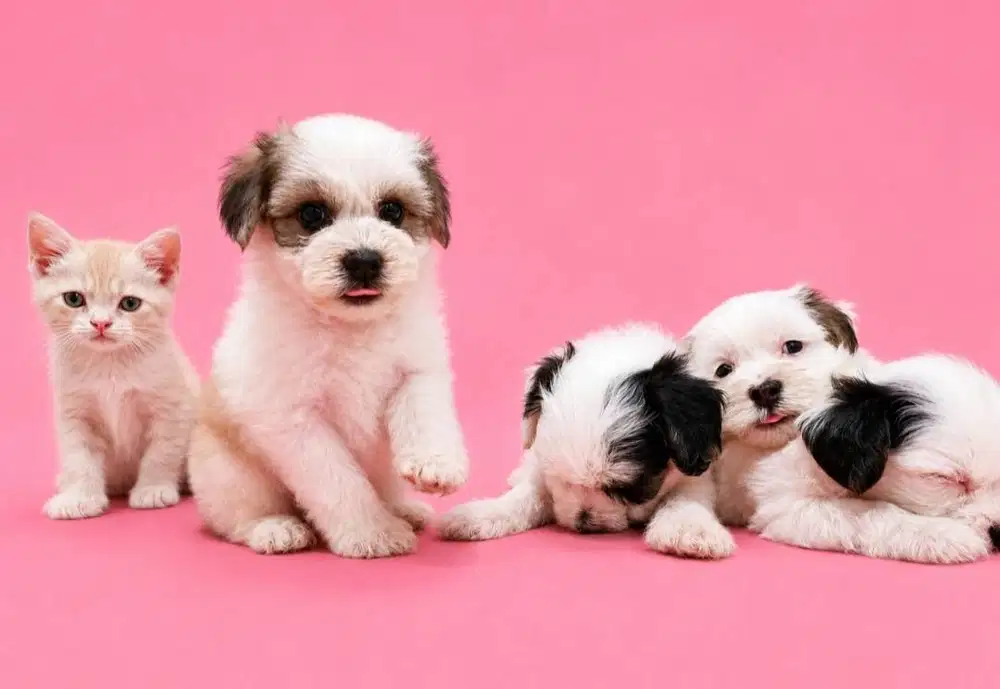 Maltipoo super gembul motif langka