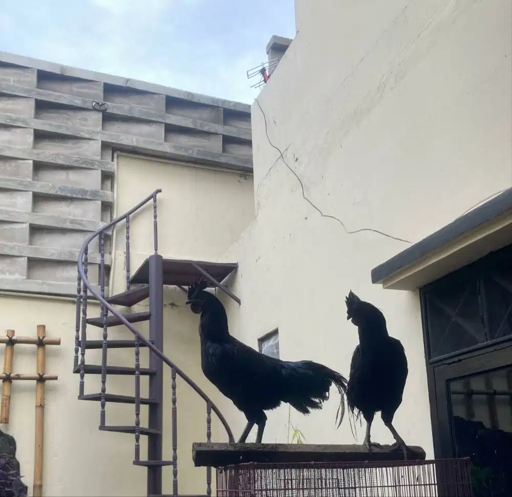 Ayam Cemani Asli lidah hitam