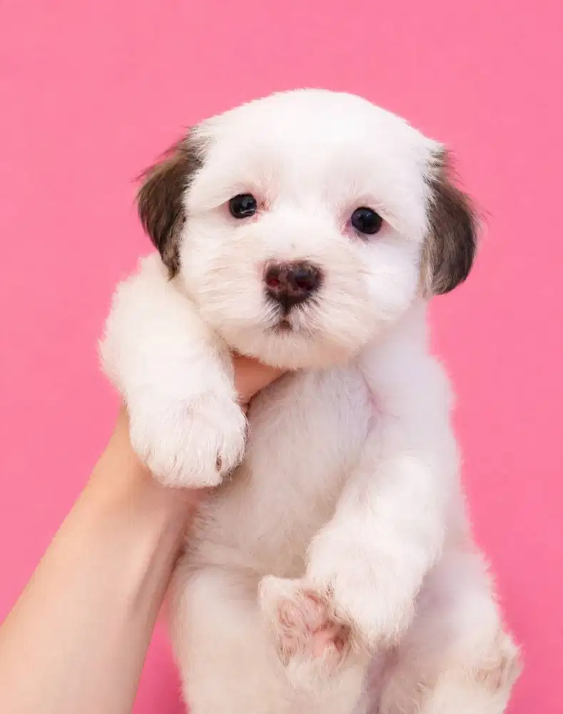 Maltipoo super gembul motif langka