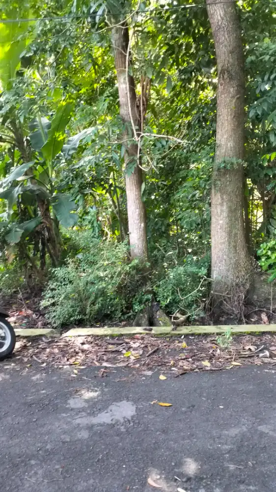 Dijual Tanah Sawah di Minggiran Berbah Sleman