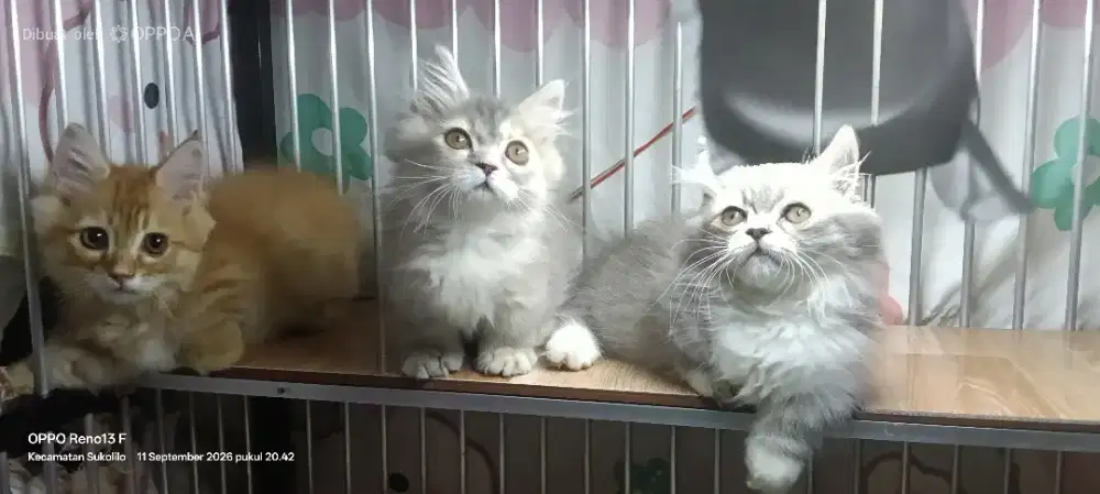 Munchkin jantan dan betina