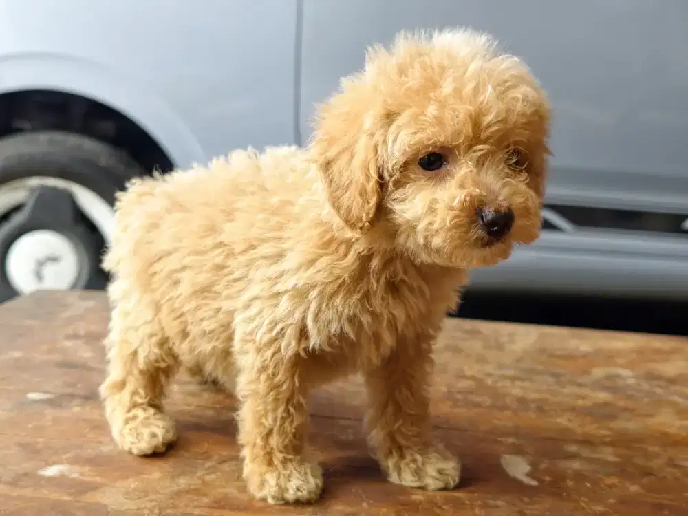 Anak Anjing Poodle Betina